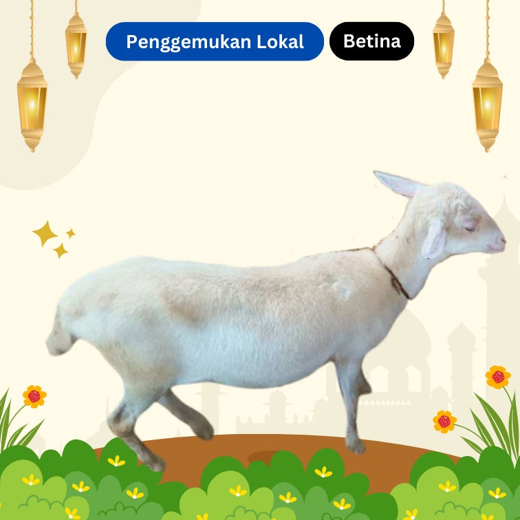 Domba Lokal - Betina [65rb per kg]