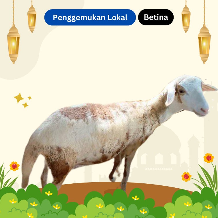 Domba Lokal - Betina [65rb per kg]