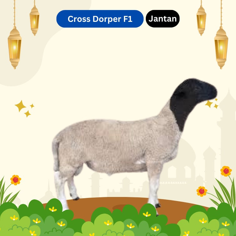 Domba Cross Dorper F1 - Jantan [85rb per kg]