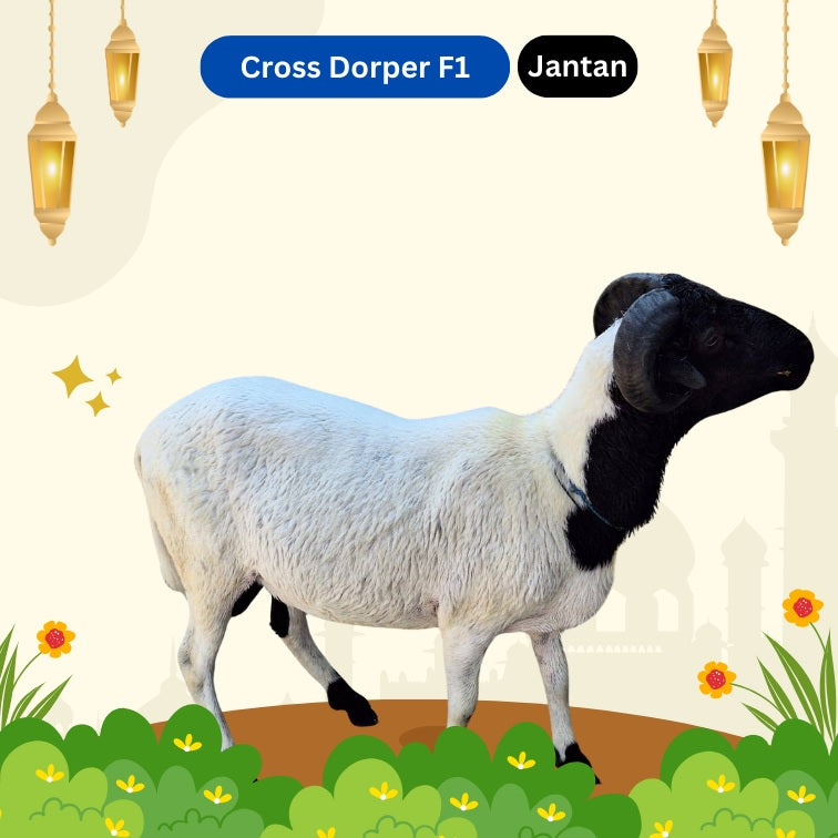 Domba Cross Dorper F1 - Jantan [85rb per kg]