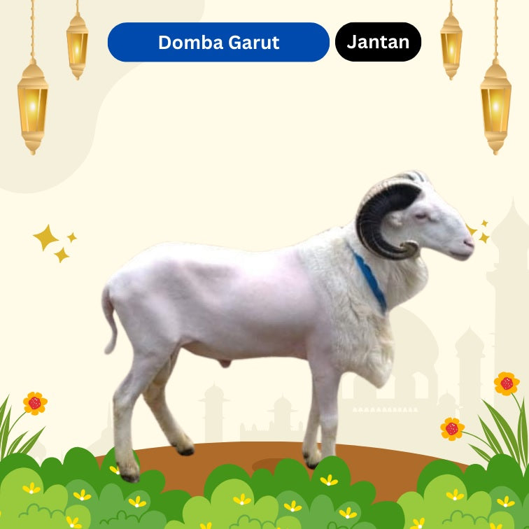 Domba Garut - Jantan [90rb per kg]