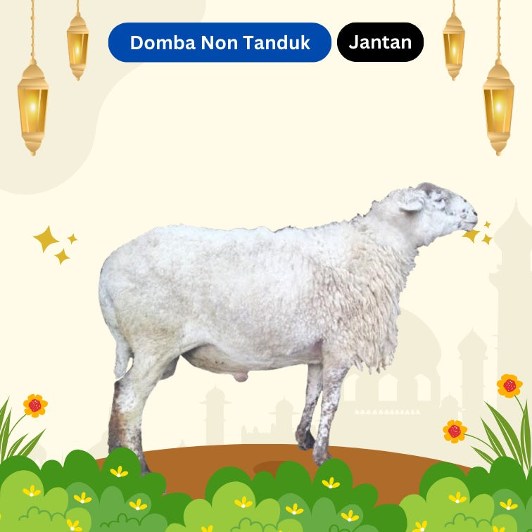 Domba Non Tanduk - Jantan [75rb per kg]